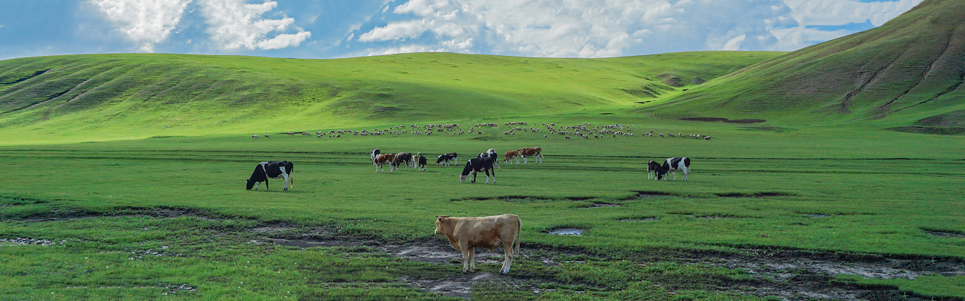 佳縣源森農牧業開發有限責任公司